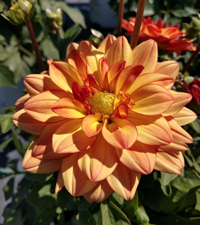 Dahlia Dalina® Grande Tequila